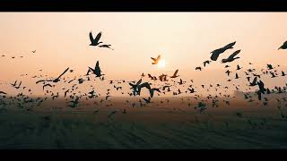 Alban Chela & Ashleys Excape - Free Bird