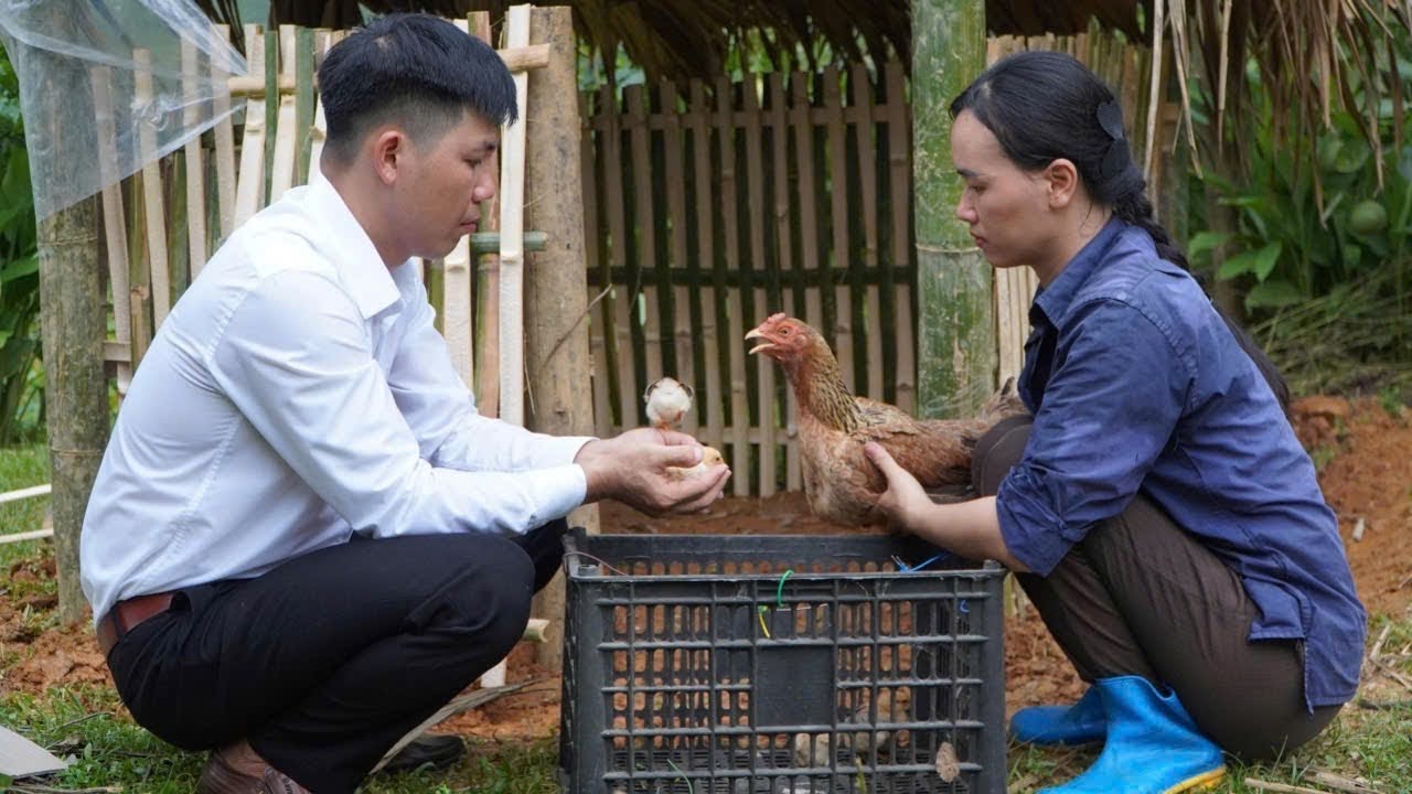 CEO Dong gives Tu Yen breeding chickens, Tu Yen's journey to build a new life begins.