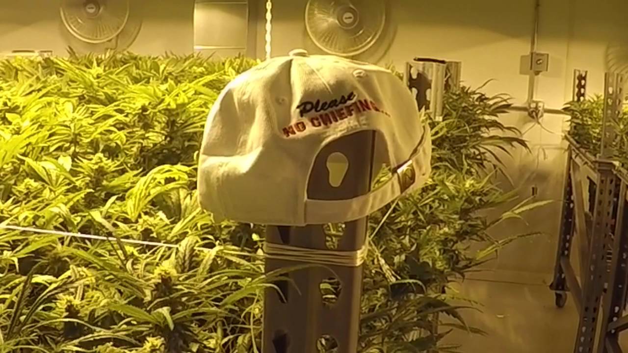 IUFONY AT THE MEDICINE MAN DENVER GROW HOUSE 2016