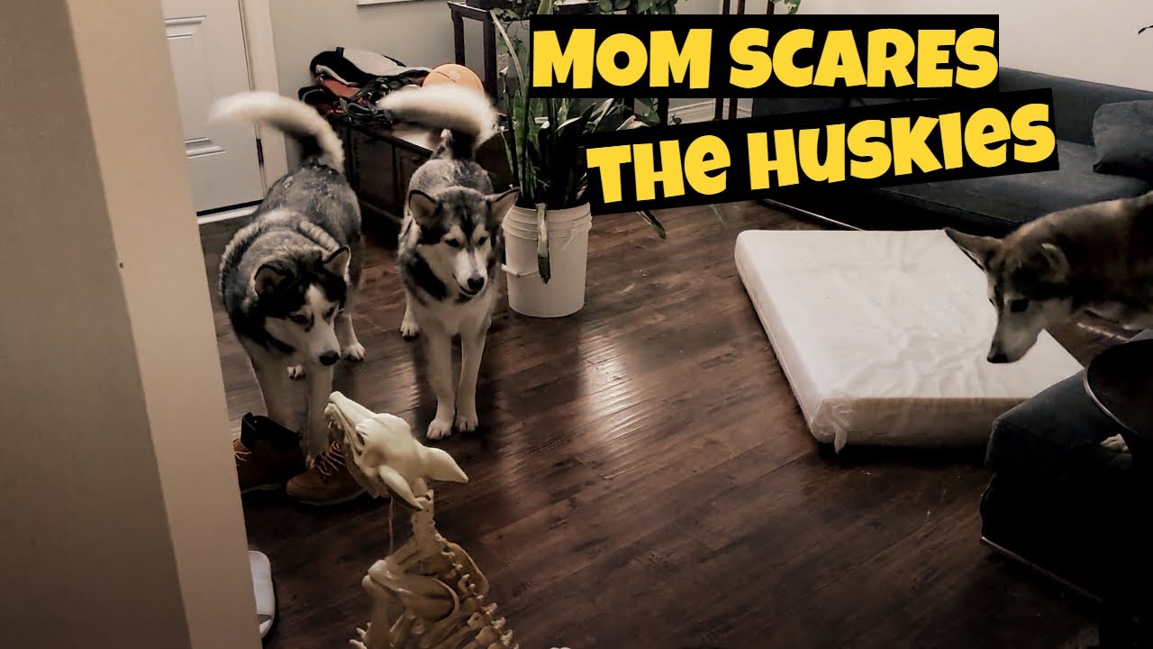 DO NOT SCARE the HUSKIES husky vlog funny dog scared YouTube