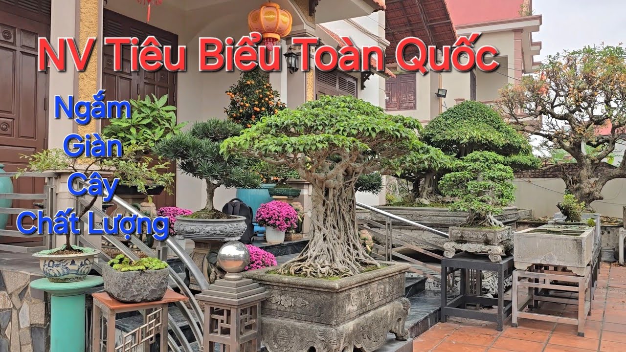 ĐẦU NĂM MỚI trỏ lại thăm VƯỜN CÂY TIÊU BIỂU TOÀN QUỐC tại P Chí Linh ngắm Toàn Cây Đẹp !