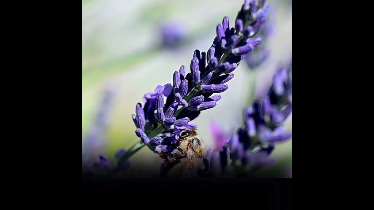 Discover Joint Genesis™ – A Breakthrough in Joint Health! 🌿🦴