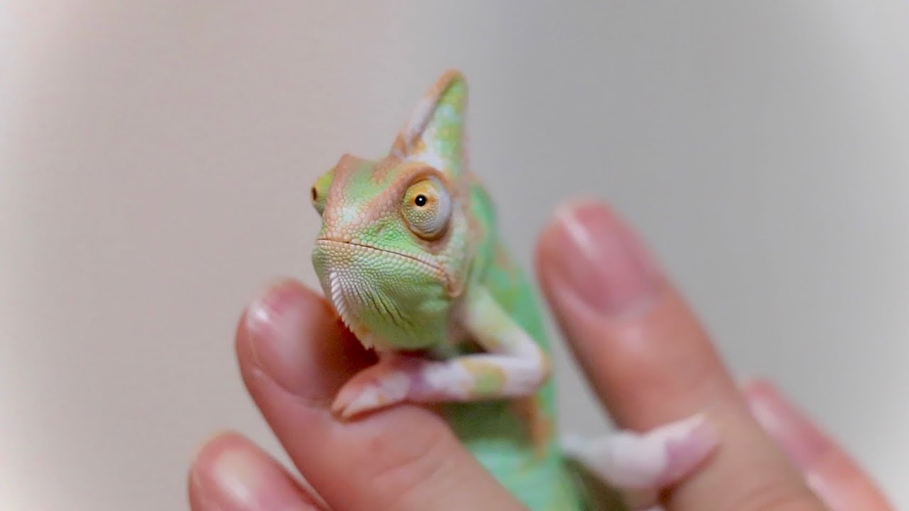 A Chameleon That Chases Crickets And Eats Youtube