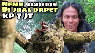 SALAH SATU MENDAPATKAN CUAN dengan SARANG BURUNG MANTENAN