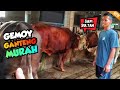 SURVEY HARGA SAPI QURBAN BANDUNG 2025 SUPER EKONOMIS
