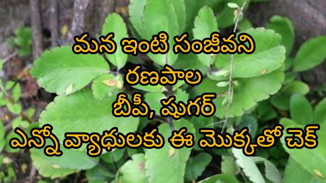 Ranapala Plant Uses In Telugu రణపాల ప్రతీ ఒక్కరి ఇంట్లో ఉండాల్సిన సంజీవని మొక్క౹Ranapala plant