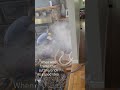 #Kelowna #renovations by #Russian #realtor