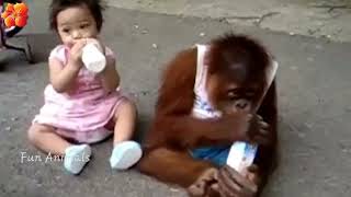 Most Funny and Cute Cat Kissing Beautiful Moment Babies Compilation |