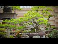 Asahi Super Dry – Discover Tokyo Bonsai