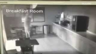 Video Of Deer Crashing Through Hotel Window