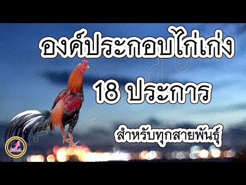 วีดีโอ: สัญลักษณ์ไก่ชนแห่งปี