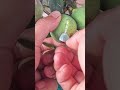 Способ экстракции ягодного сока
