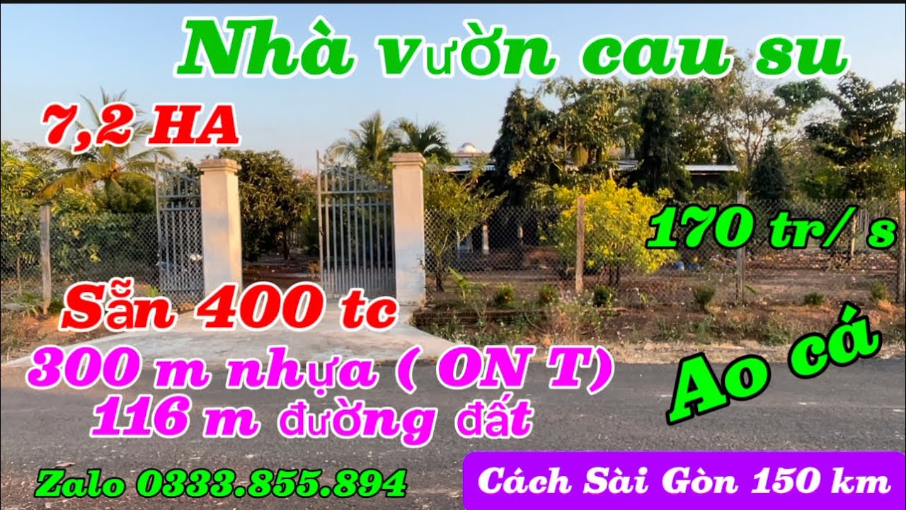 Nhà  đẹp vườn cau su kinhdoanh  7,2 ha sẵn 400 tc 300 m nhựa 116 m đường đất chỉ 175 tr / s