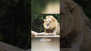 “एक गलती… और शेरों का शिकार छिन गया!” #shorts
