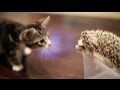 Kitten meets hedgehog