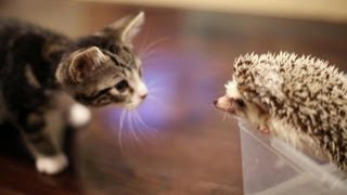 KITTEN MEETS HEDGEHOG