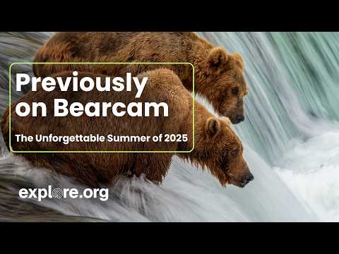 Previously on Bearcam