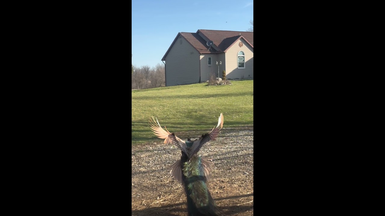 Peacock flying in Slow Motion~Incredible footage.