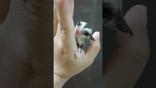 wow sugar glider #cute #youtubeshorts #funnyshorts #fypviral #shortsviral