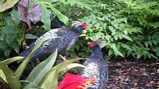 Himalayan Kalij Pheasants Resimi