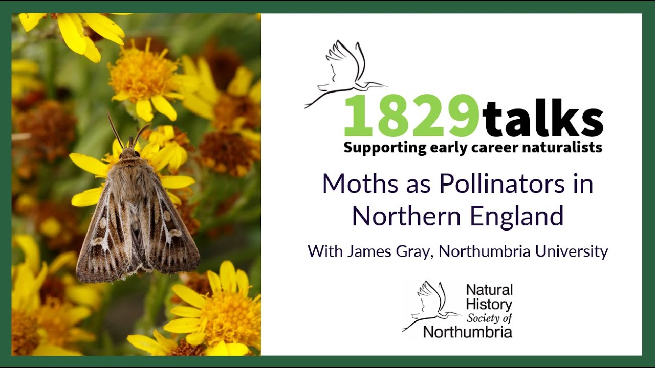 Moths as Pollinators in Northern England