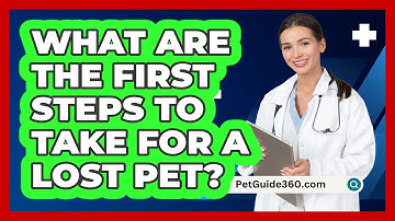 What Are The First Steps To Take For A Lost Pet? - PetGuide360.com
