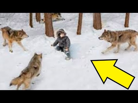 Video: Hoe om 'n hondjie op te lei om 'n kraag te dra: 14 stappe