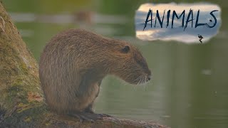 Nutria in the wild.Animals Of The World.Domestic and Wild Animals.Animal world.HD