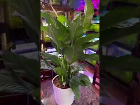 Peace Lily Plant Care in 2 Steps