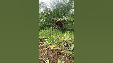 Harvesting cassava part 772 #shorts #farming #cassava #nature  #cassavaroots #cassavafarming