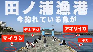 【速報】昼間からアオリイカにマイワシ、デカアジが釣れています。田ノ浦漁港が今凄い！！！