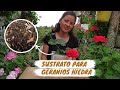 Sustrato para Geranios hiedra Geranios Colgantes | Jardín Diaz