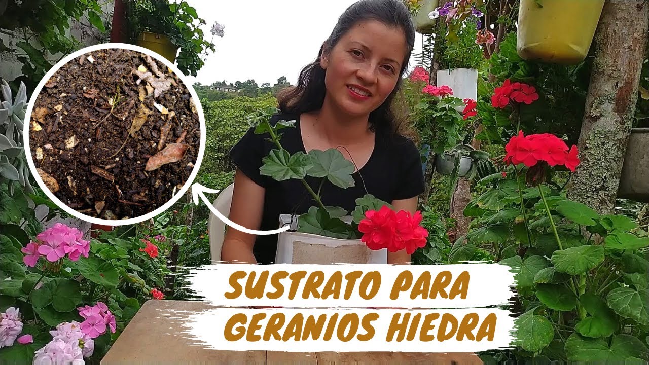 Sustrato para Geranios hiedra Geranios Colgantes | Jardín Diaz