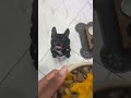 He ready to eat greedy self 🥰😃❤️#frenchie #frenchbulldog #pets #dogs #lokiithalockfrenchie