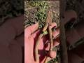 Unearthing a Relic: Old Pliers Found in the Garden #diycrafts #diy #restoration