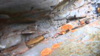 Gold prospecting, Underwater sniping in Taiwan - 20151008