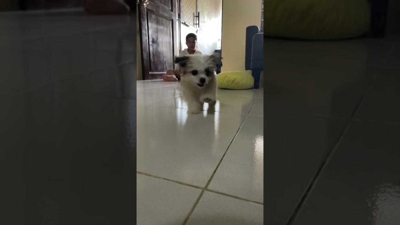 2 month old Raya - Japanese Spitz Shitzu mixed breed.