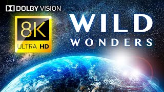 สิ่งมหัศจรรย์ในป่า: สัตว์โลกและทิวทัศน์ 8K HDR / DOLBY VISION®