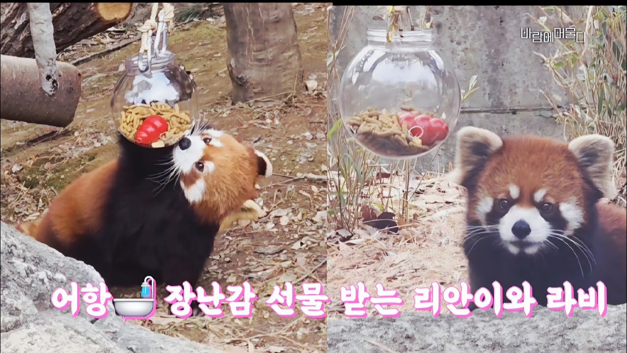 새로운 어항 장난감 🎁선물 받은 리안이와 라비 어항에서 꺼내먹는 간식 펠렛🥜🥔 너무 맛있어요