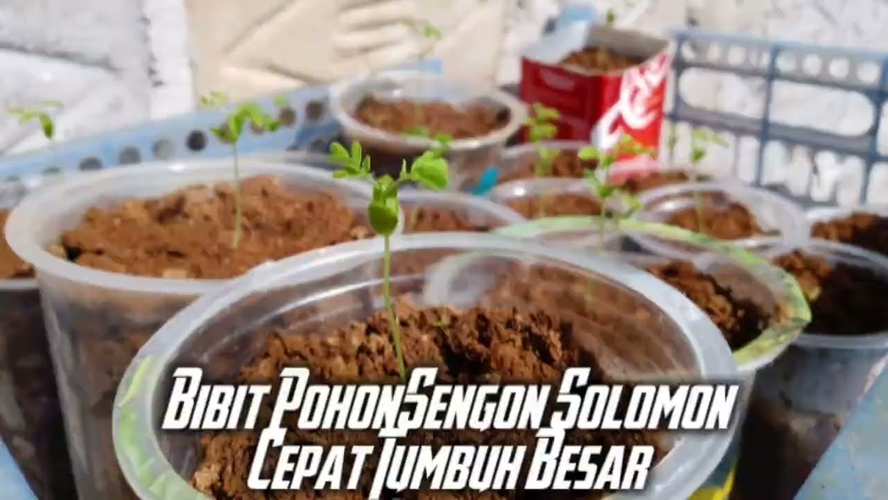 Semai bibit sengon solomon dari biji sampai tumbuh
