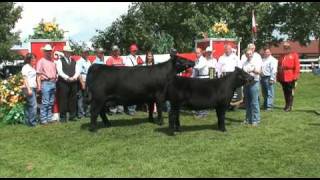 World Angus Forum Champion Black Angus Female