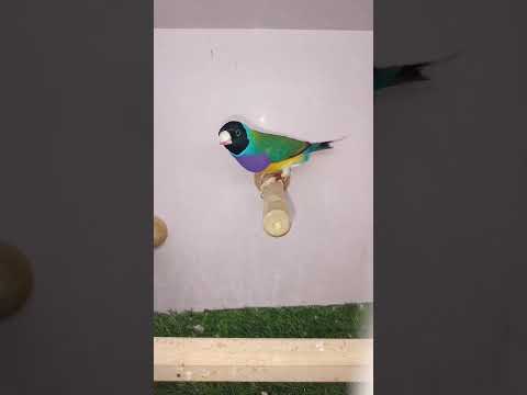 Most Beautiful Java Birds Java Birds Real Sounds Birds Javabirds Javabird Shorts Cute Viral