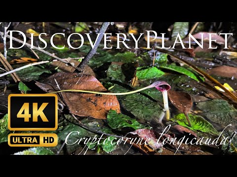 Cryptocoryne longicauda and Forest Roach in Gunung Mulu National Park