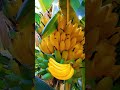 LIKE BANANAS 🍌 #japan #dragonsasori #viralshorts #youtubeshorts #viralvideo #viralvideo#viral