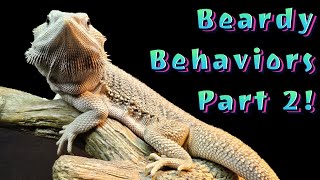 Bearded Dragon Behaviors  Part 2