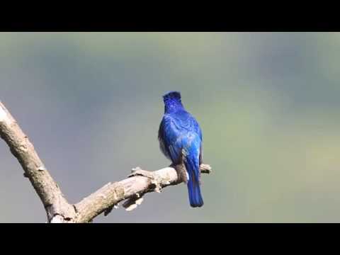 Sikatan Biru Putih Youtube