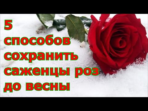 Как сохранить саженцы роз до весны до посадки в грунт / Правильное хранение зимой не высаженных роз