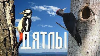 Interesting facts about woodpeckers (Birds of Russia) Movie 81
