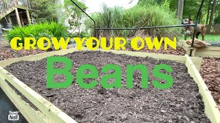 Button Quail hatch//Blue Lake bush beans