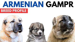 Armenian Gampr Dog Breed Profile History  Price  Traits  Armenian Gampr Dog Grooming Needs